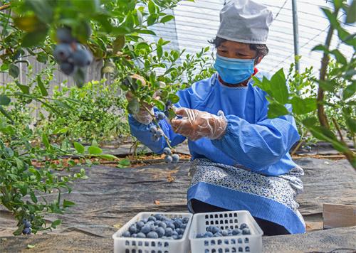 胶州：蓝莓飘香助农增收