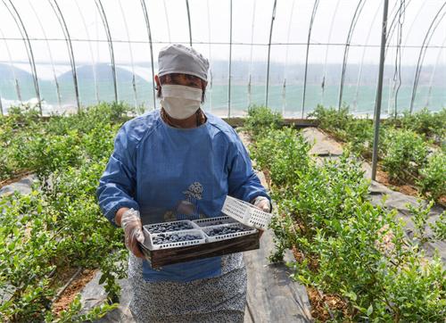 胶州：蓝莓飘香助农增收