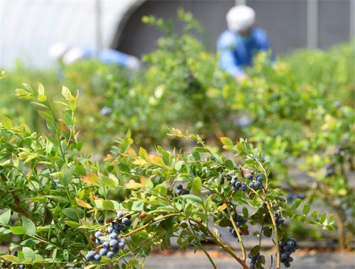 胶州：蓝莓飘香助农增收