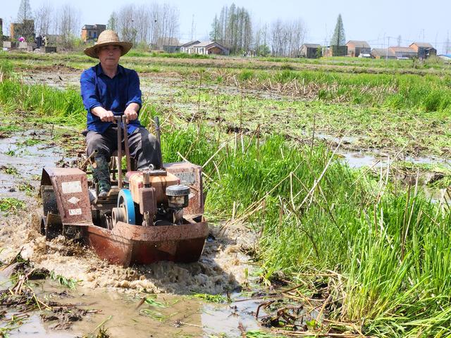 “莲虾共养”仙桃马岭村亩均收入增2000元