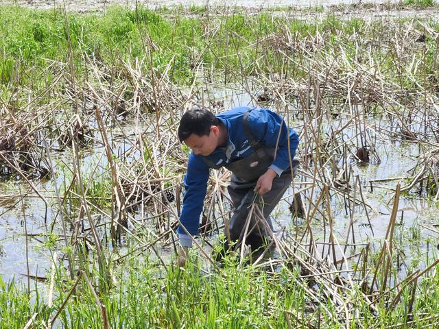 “莲虾共养”仙桃马岭村亩均收入增2000元