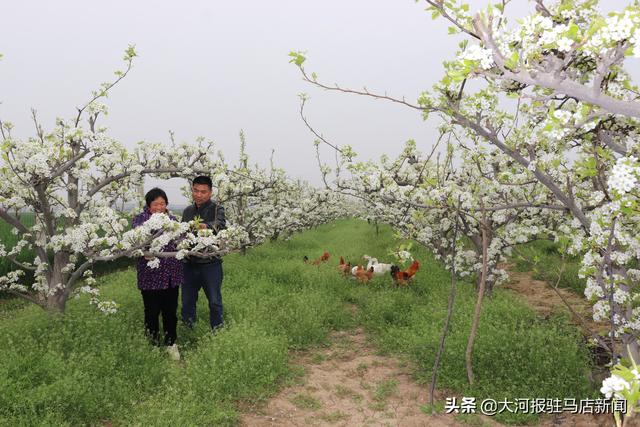 汝南县“土专家”魏永红：乡村振兴路上当先锋