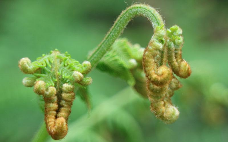 山茅野菜，云南石林春天独有的味道