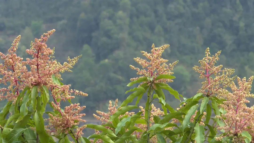 云南宁洱：万亩芒果花开 果农丰收在望