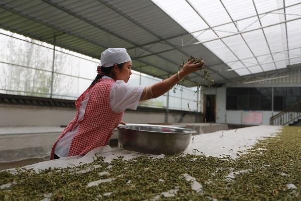 云南镇沅：“小绿芽”鼓起茶农“钱袋子”