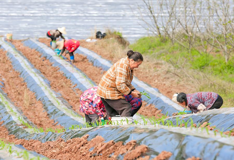 安徽歙县：不负好春光 田间耕种忙