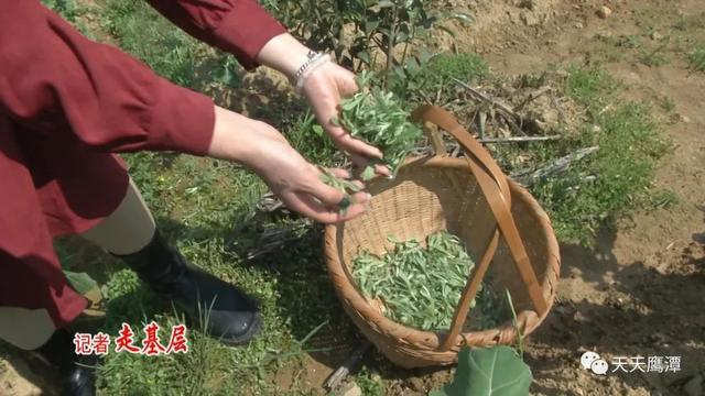 「网络中国节?清明」舌尖美味！鹰潭古法制作清明果→