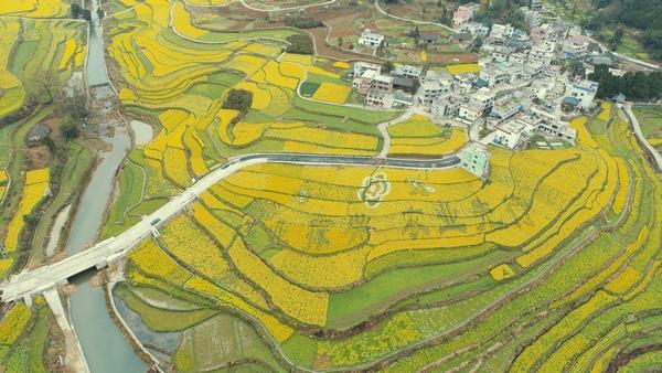 油菜花开风景秀 诗画田园醉游人