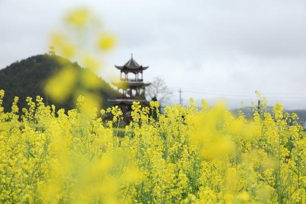 油菜花开风景秀 诗画田园醉游人