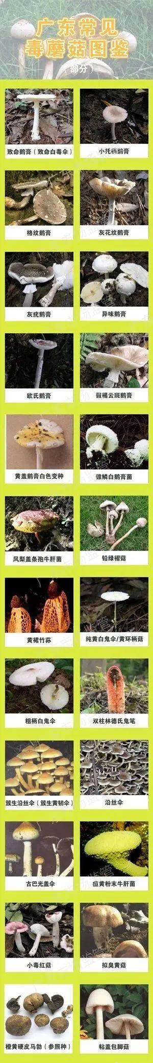 真的有毒！致命毒蘑菇高发季，切勿采摘食用！