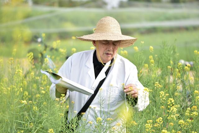 百万亩新疆盐碱地开满湖北油菜花，华中农大傅廷栋教授：将我国5亿亩盐碱地变成“米袋子”