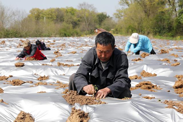 宜城刘猴镇胡坪村家家户户种植葛根