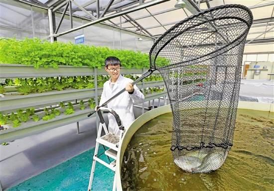 德清“鱼菜共生”数字化工厂 实现养鱼不换水 种菜不施肥