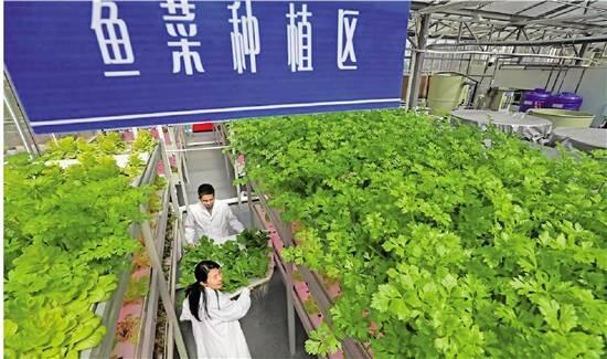 德清“鱼菜共生”数字化工厂 实现养鱼不换水 种菜不施肥