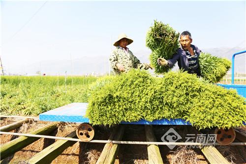 云南弥勒：这种“运输车”是新车村致富好帮手