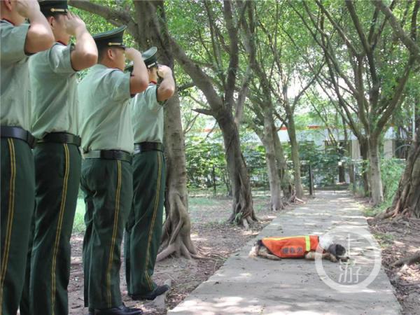 搜救犬“海啸”，我们未曾忘记你……