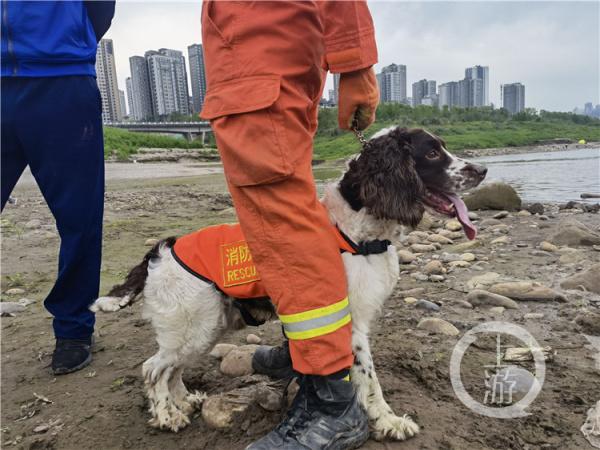 搜救犬“海啸”，我们未曾忘记你……