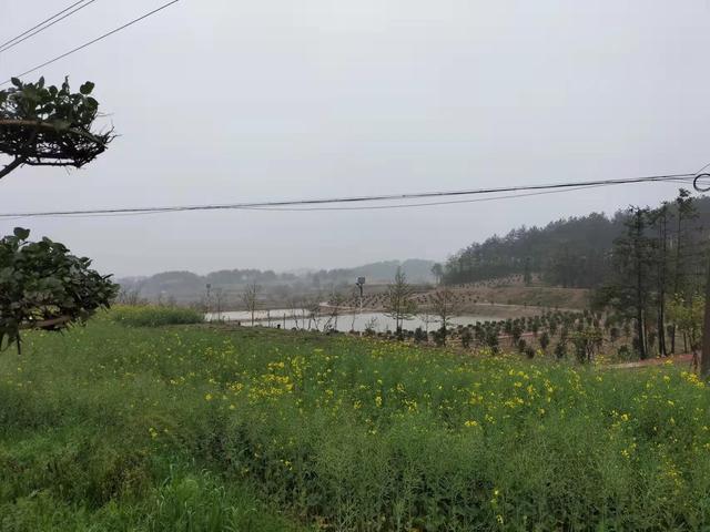 「荆楚老兵」 村民的“及时雨”——记武汉市黄陂区王家河街高顶村支部书记、主任李刚