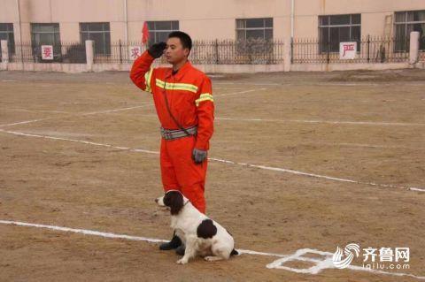 参加过玉树抗震救灾的搜救犬回汪星了 训导员：没有它 就没有我了