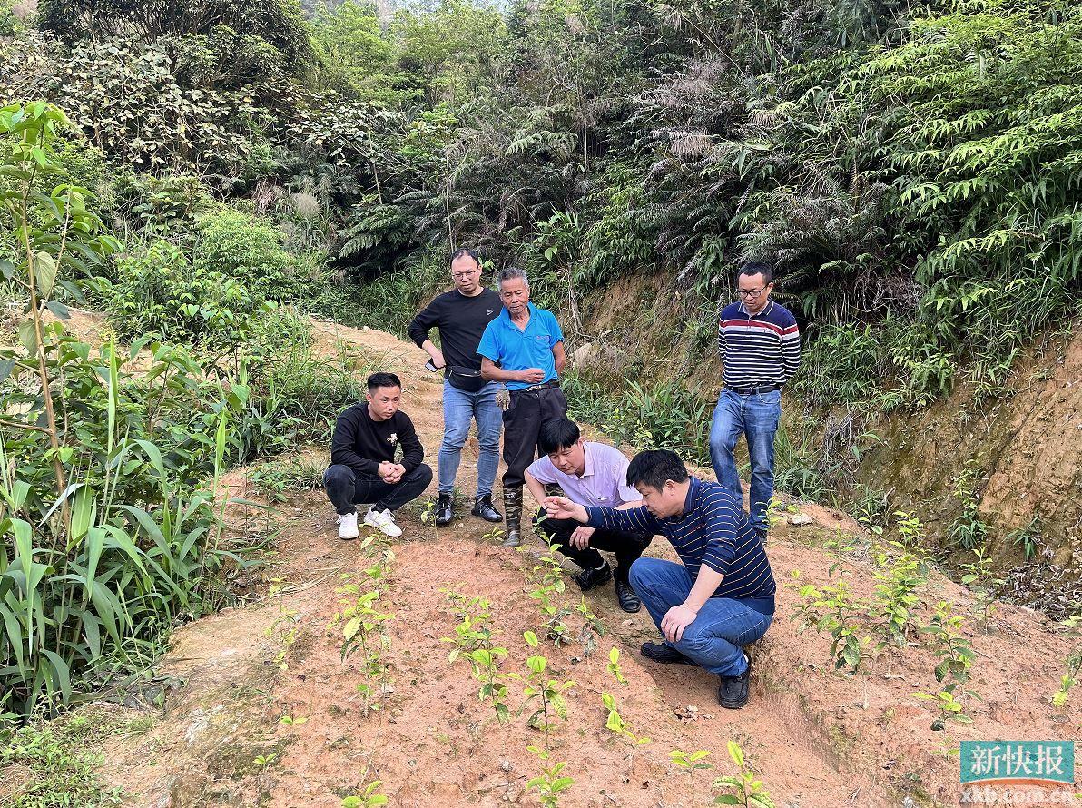 云浮太平镇：科技特派员技术送下乡 春茶生产有保障