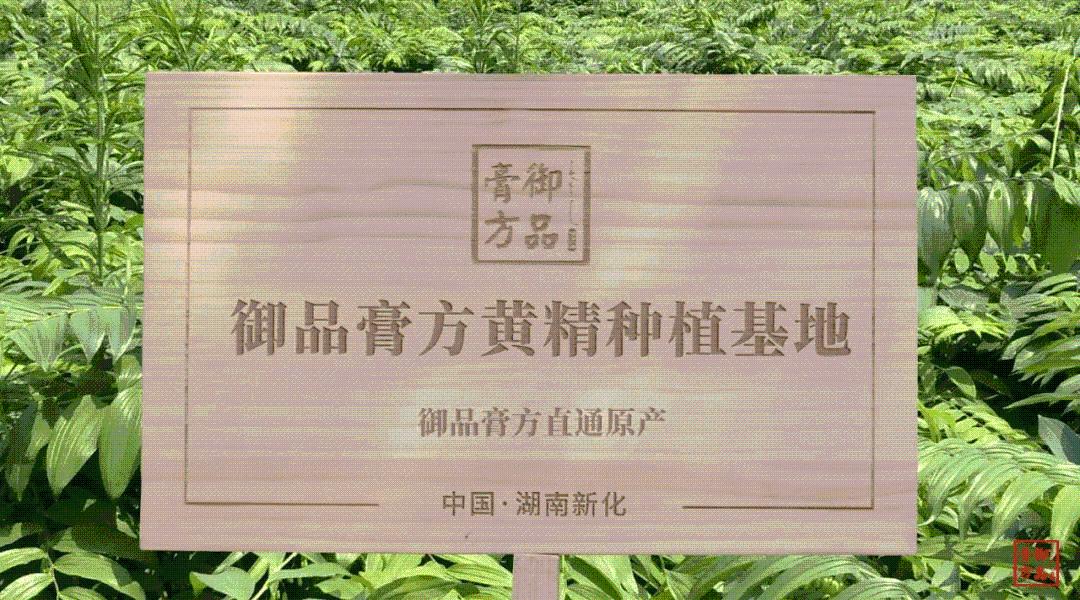 现代人养生就靠它！荣登北京卫视《养生堂》的御品膏方来了~