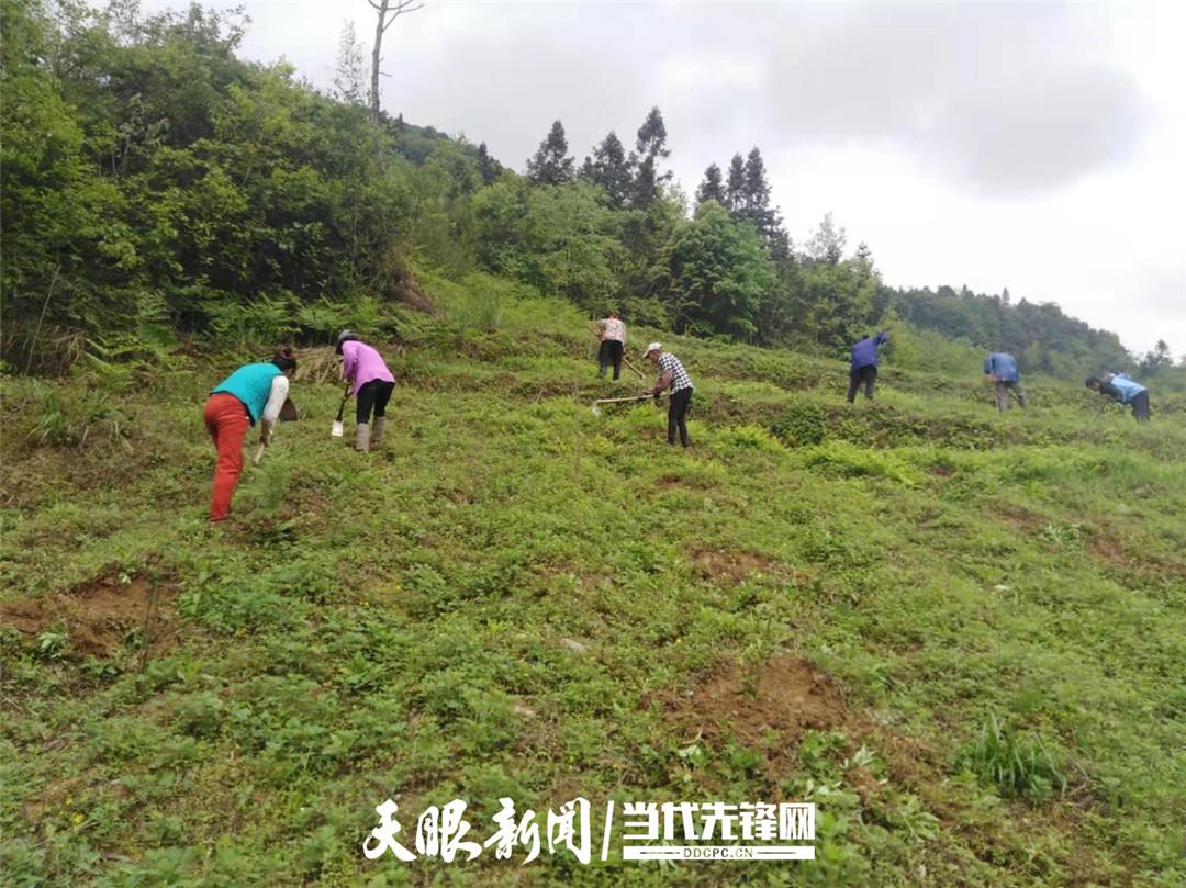 贵州方竹笋翻山越岭，落进广东的“老火靓汤”里