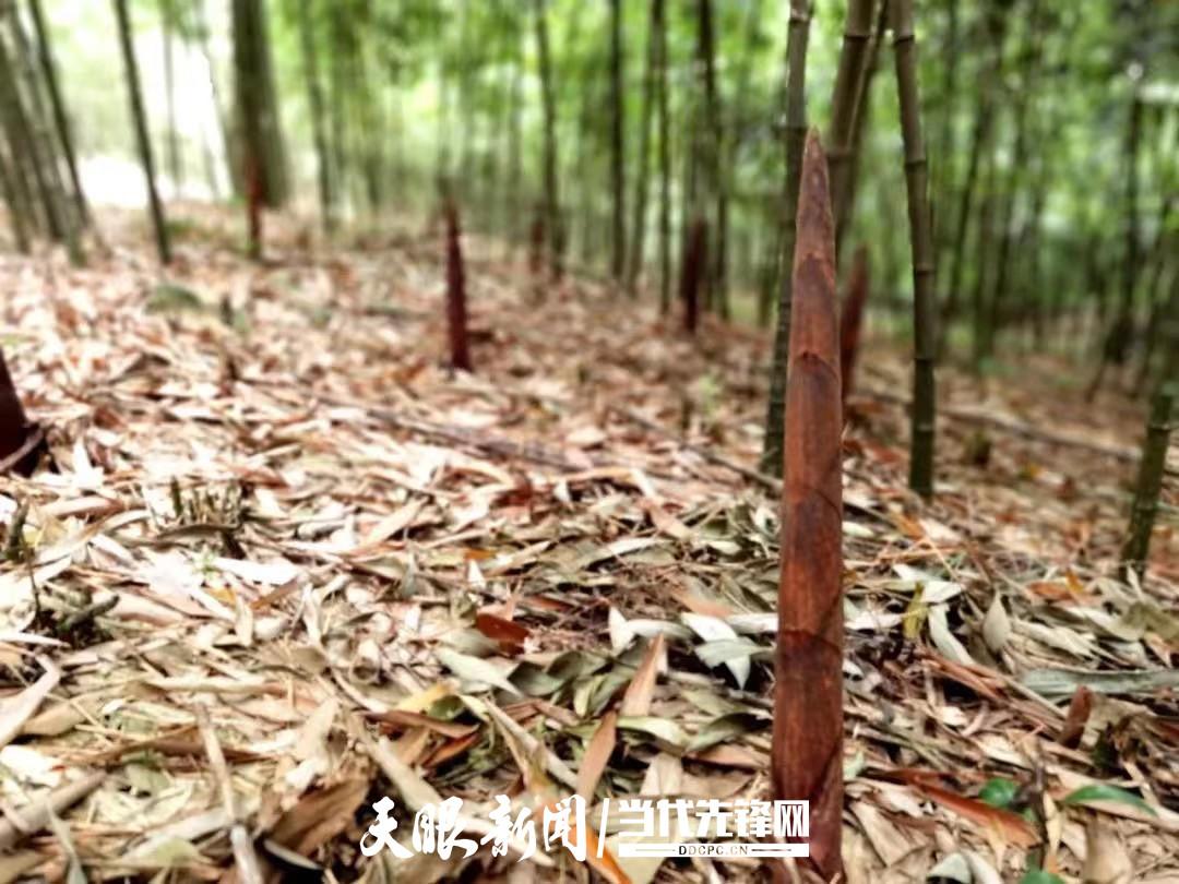 贵州方竹笋翻山越岭，落进广东的“老火靓汤”里