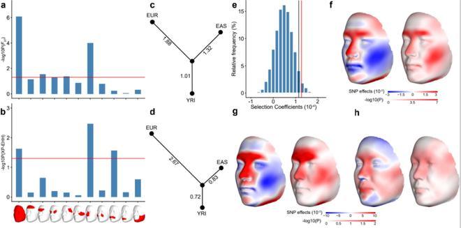 复旦大学、中科院团队揭示东亚面部独特性遗传进化机制