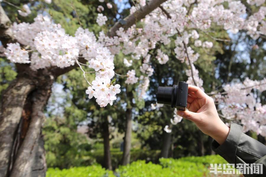 显微镜｜无人机、卡片机、胶卷相机……耍十八般武器，拍最美丽樱花