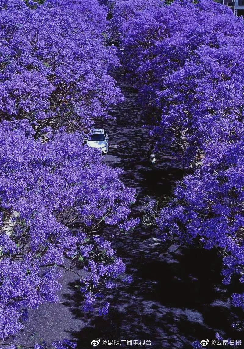 打卡赵立坚同款昆明花海