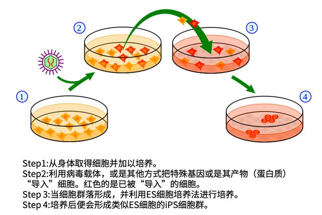 首次!中国科学家在诱导性多能干细胞技术上取得重大突破