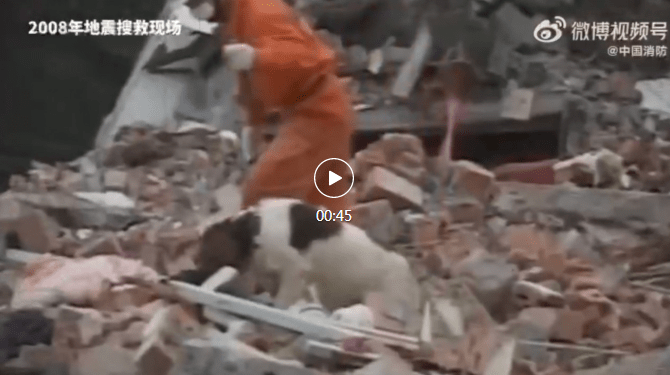 67只汶川地震搜救犬已全部离世 你还记得它们吗？