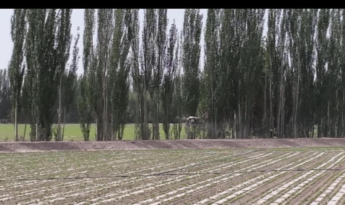 新疆库车市：无人机植保大显身手 科技赋能智慧农业