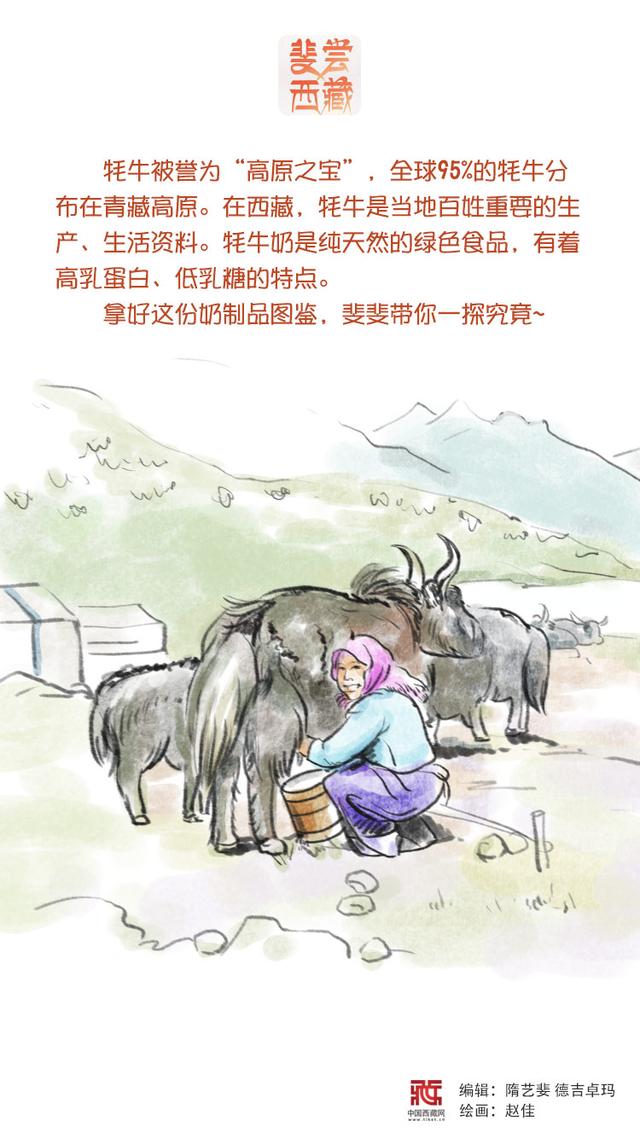 手绘海报｜「斐尝西藏」西藏奶制品图鉴