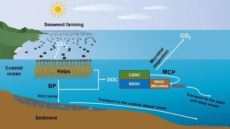 研究发现大型海藻以惰性溶解有机碳形式贡献的长久碳汇