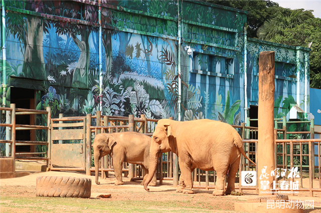 亚洲象“莫莉”和象妈妈合笼啦
