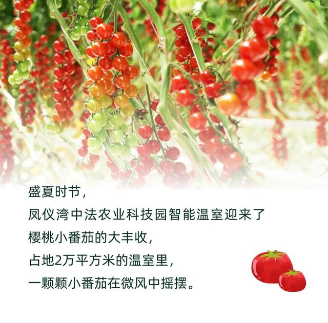 凤仪湾“科技番茄”，一起来感受新鲜