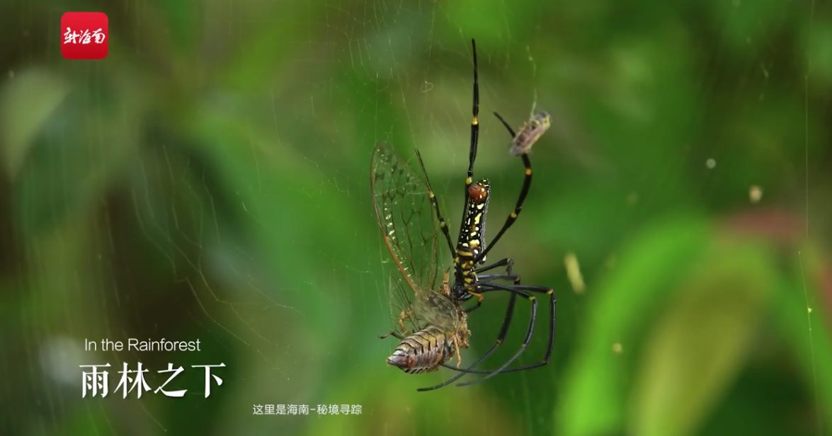《秘境寻踪》第三季首集带你探访热带雨林动物的“网”上生活:蟋螽“盖房”蜘蛛“开饭”