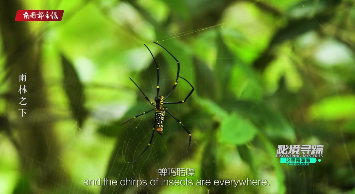 《秘境寻踪》第三季首集带你探访热带雨林动物的“网”上生活:蟋螽“盖房”蜘蛛“开饭”