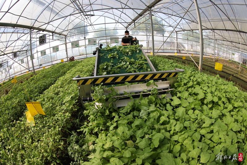 上海农科院奉贤基地使用这台新设备,每小时能收割蔬菜1.5亩......