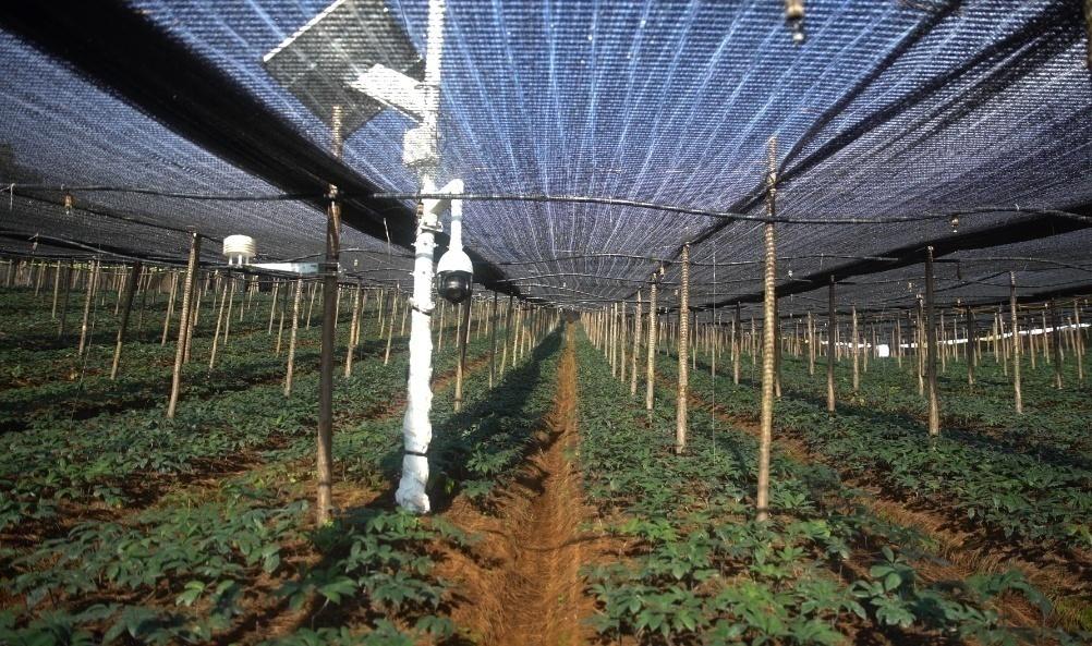 云南文山：数字技术助力绿色三七GAP种植