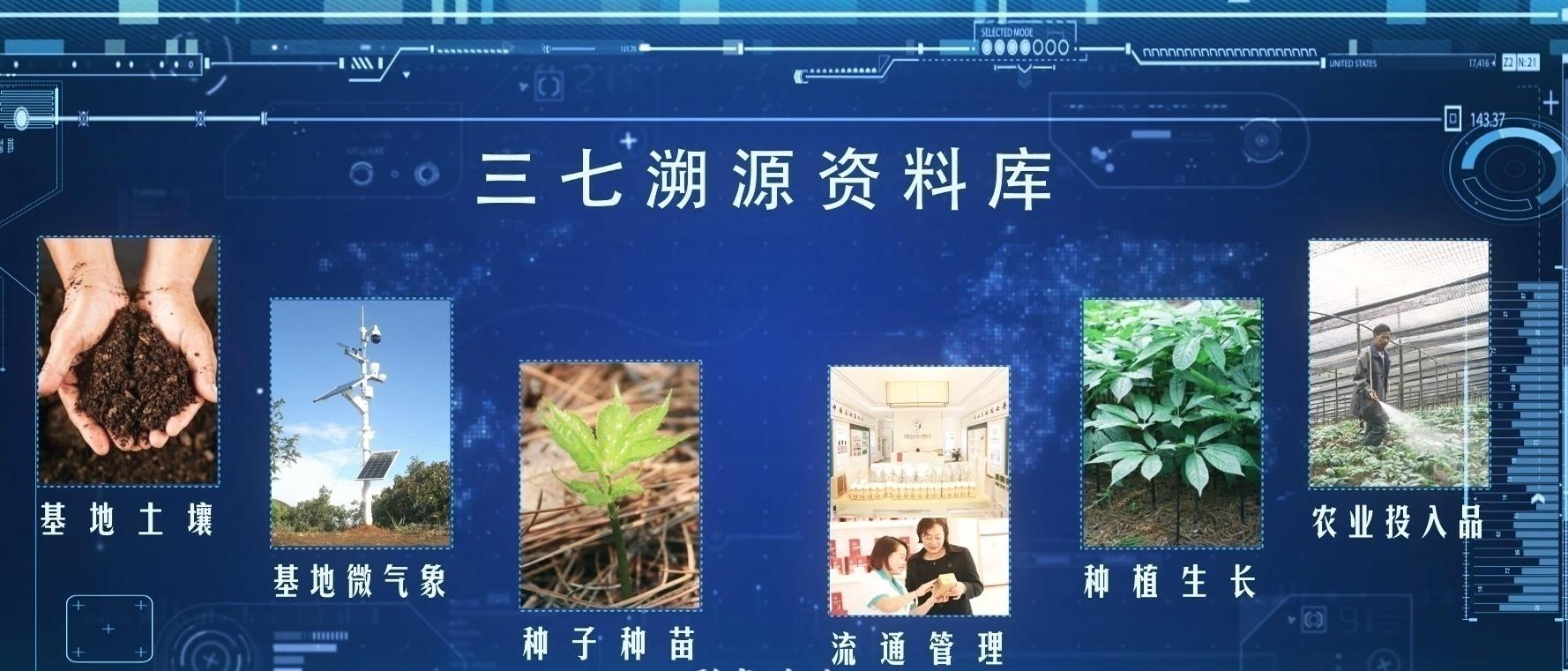 云南文山：数字技术助力绿色三七GAP种植