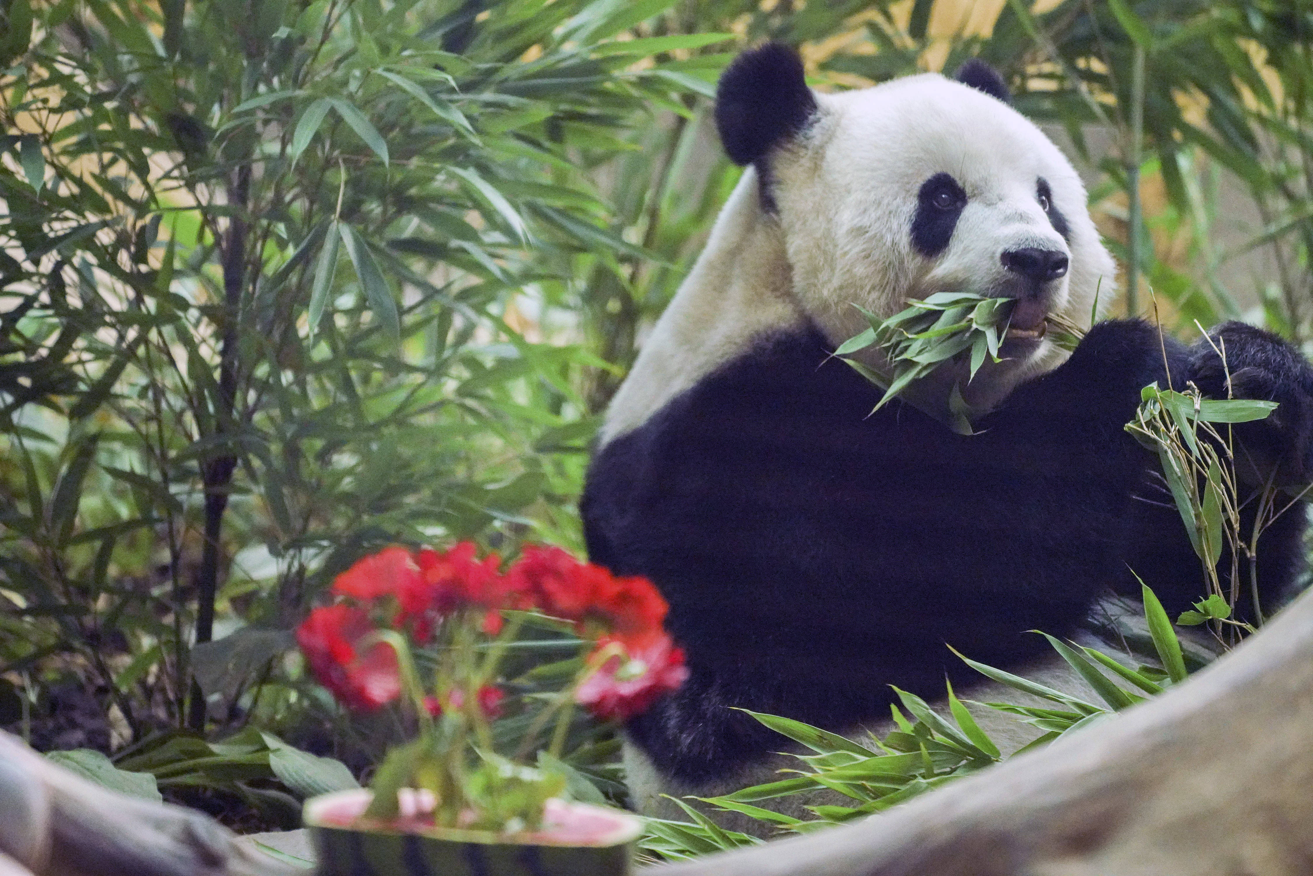 大熊猫思嘉迎来16岁生日