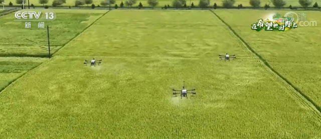 吉林永吉：无人机施肥成主流 新稻种助力农田更高产