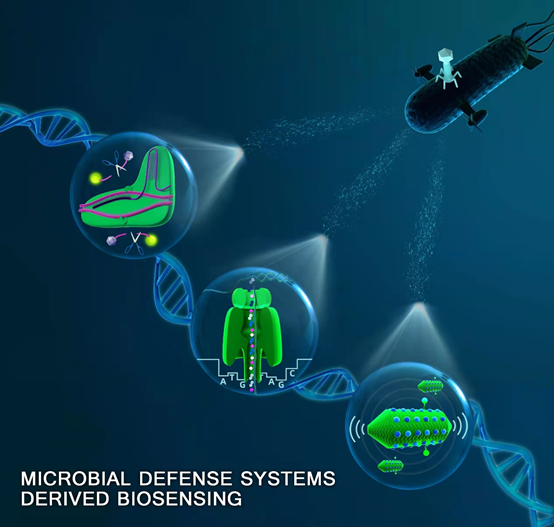 受微生物防御策略启发 研究人员构建新型基因诊断技术
