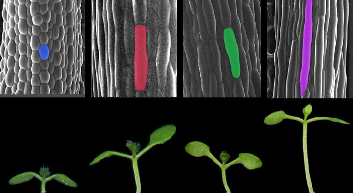 光和温度影响植物生长奥秘揭开,新发现有助开发抵御气变的更好作物