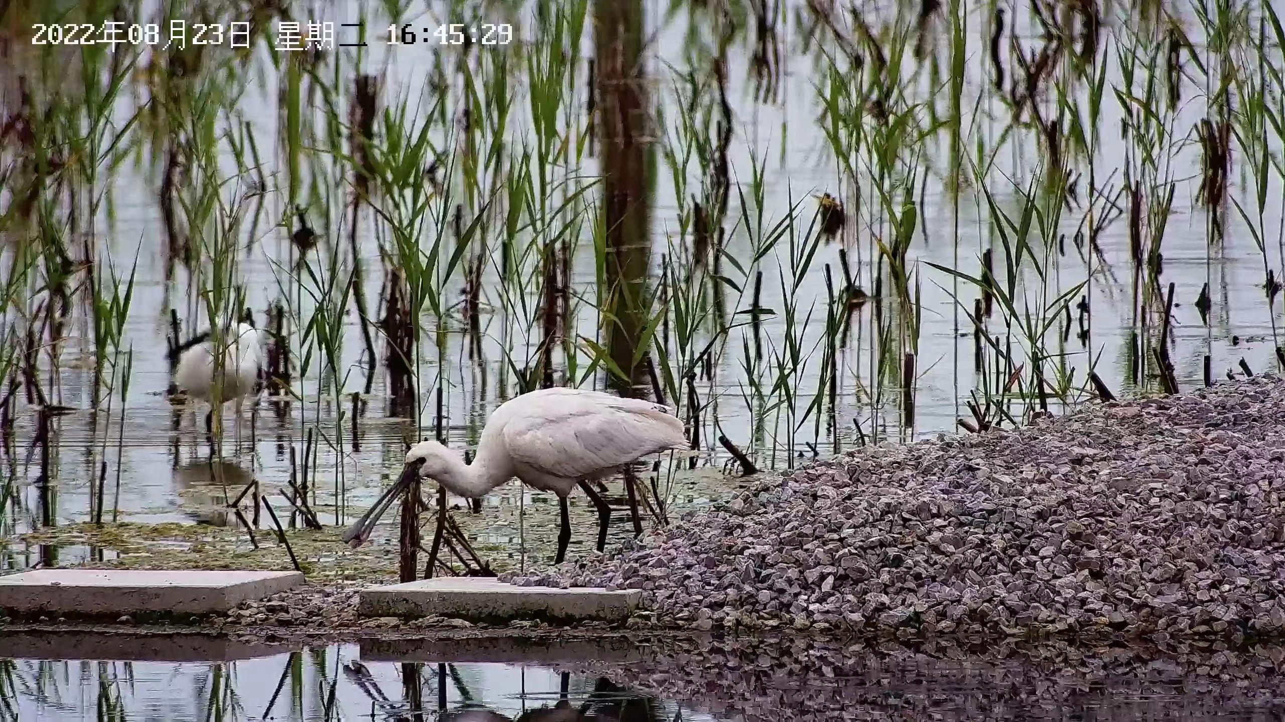 妫水河湿地首现黑脸琵鹭,北京试点应用AI识别装备监测鸟类