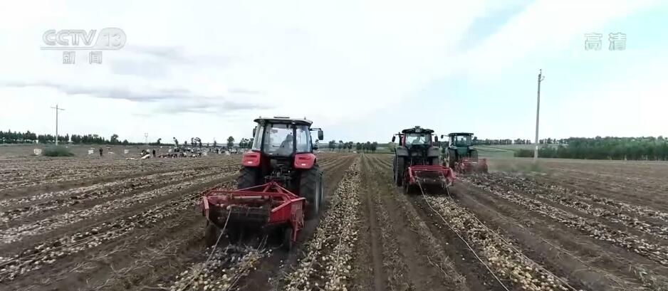 在希望的田野上 | 马铃薯迎来丰收季 应用技术手段提高产量