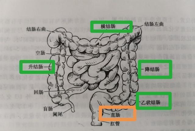 大家再来看一下我们人体的小肠和大肠直肠是我们消化道位于盆腔下部的