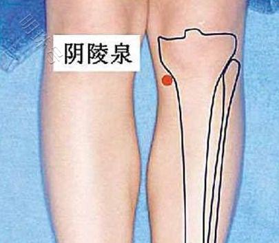 陰陵泉位於在小腿內側,當脛骨內側髁後下方凹陷處.